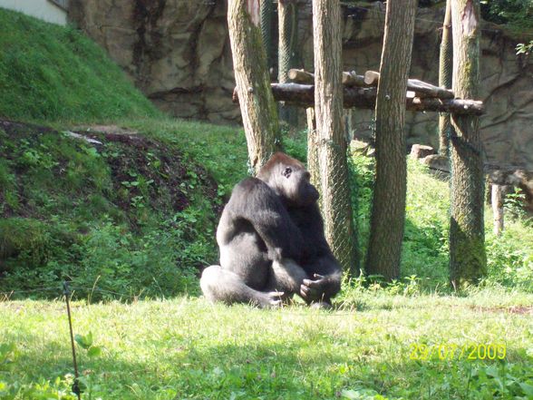 Tierpark Schmiding - 