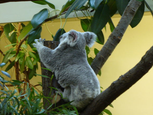 Tiiierpark_Schönbrunn :o) - 