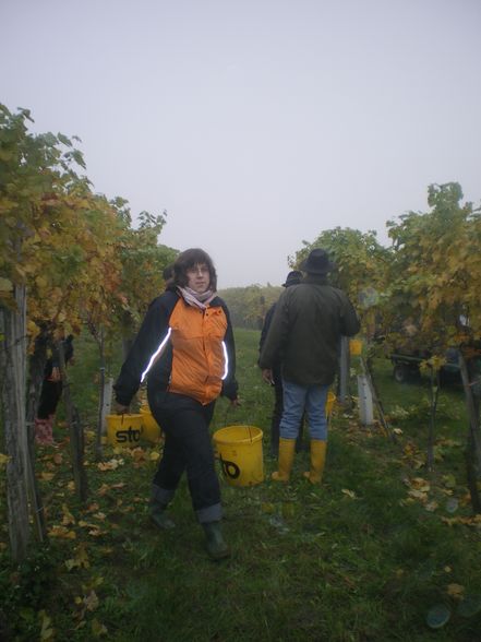 Weinlesen 2008 - 