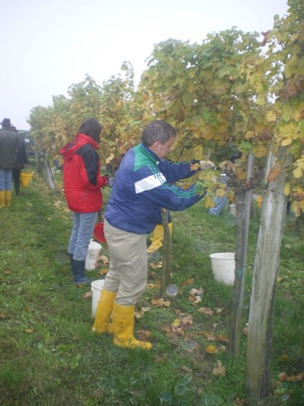 Weinlesen 2008 - 