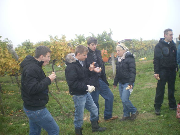 Weinlesen 2008 - 