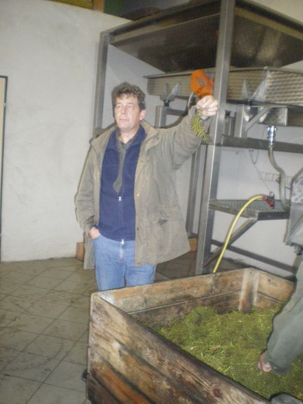 Weinlesen 2008 - 