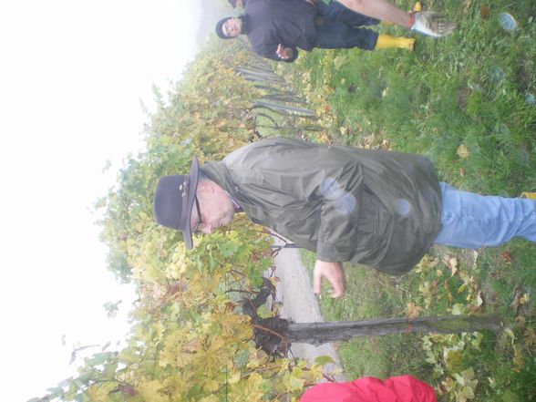 Weinlesen 2008 - 