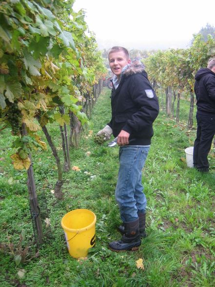 Weinlesen 2008 - 