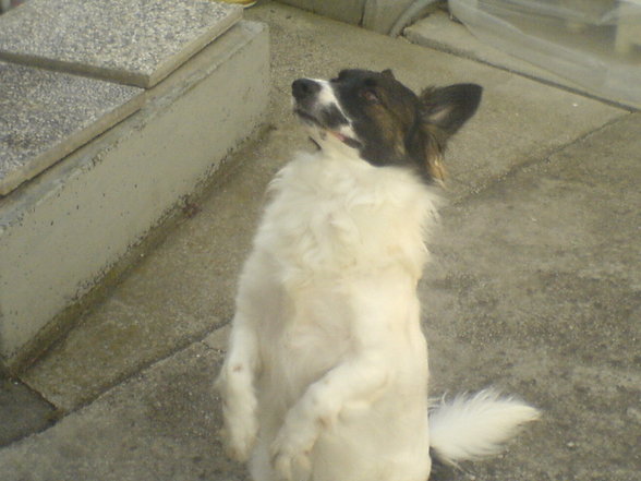 • My Dog • - 