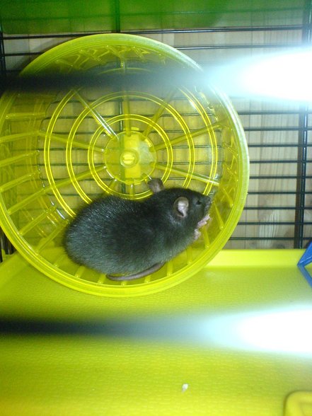 <:3)~~ meine zwei RaTTen <:3)~~ - 