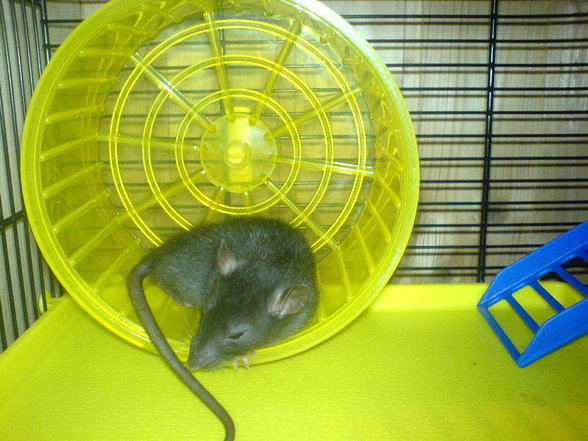 <:3)~~ meine zwei RaTTen <:3)~~ - 