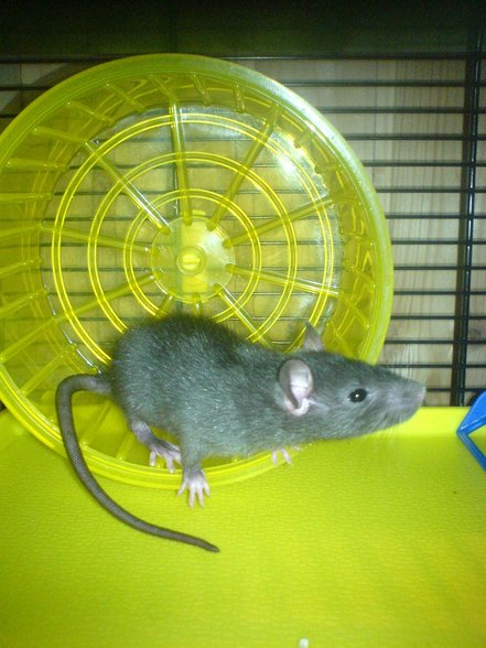 <:3)~~ meine zwei RaTTen <:3)~~ - 