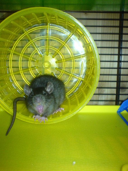 <:3)~~ meine zwei RaTTen <:3)~~ - 