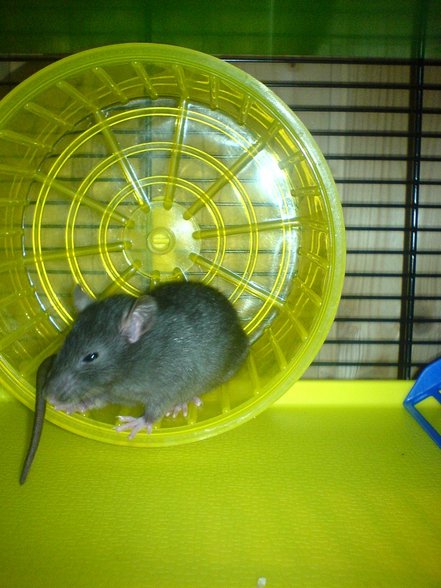 <:3)~~ meine zwei RaTTen <:3)~~ - 