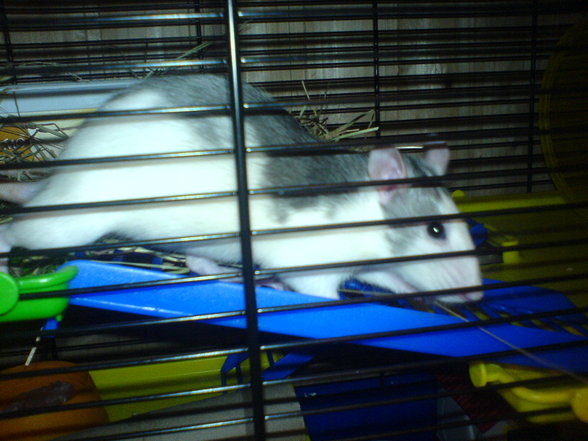 <:3)~~ meine zwei RaTTen <:3)~~ - 