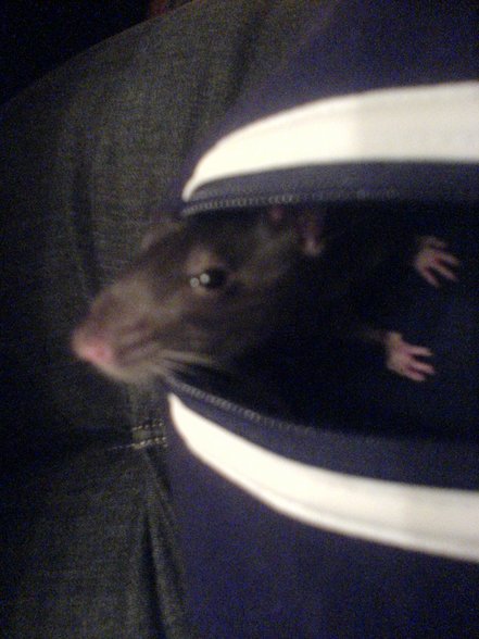 <:3)~~ meine zwei RaTTen <:3)~~ - 