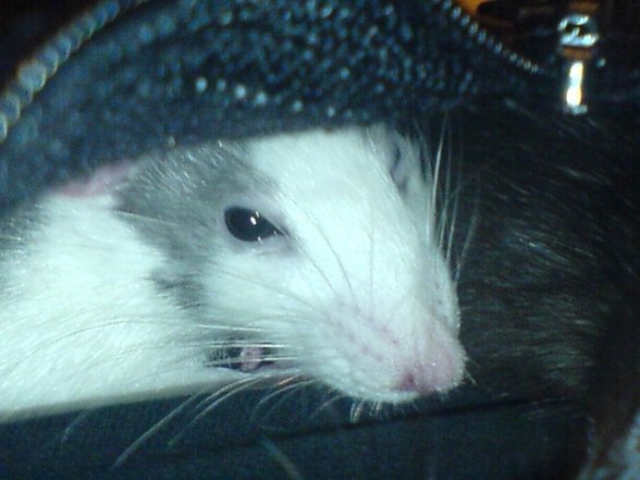 <:3)~~ meine zwei RaTTen <:3)~~ - 