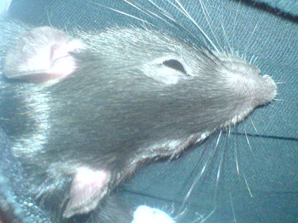 <:3)~~ meine zwei RaTTen <:3)~~ - 