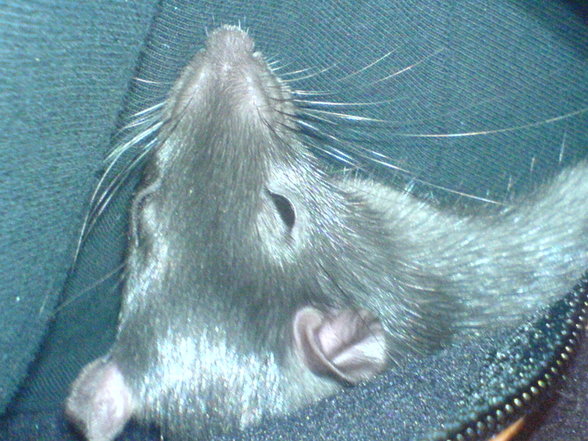 <:3)~~ meine zwei RaTTen <:3)~~ - 