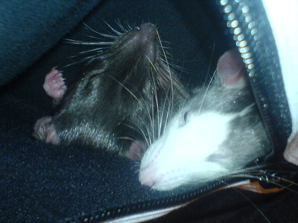 <:3)~~ meine zwei RaTTen <:3)~~ - 