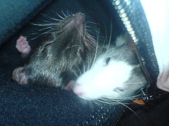 <:3)~~ meine zwei RaTTen <:3)~~ - 