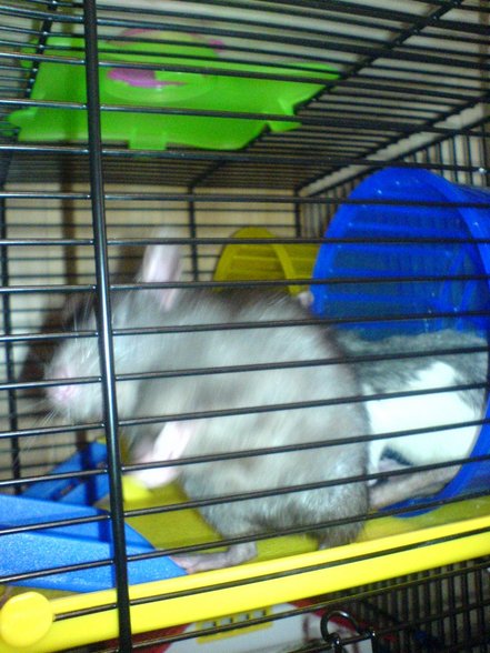 <:3)~~ meine zwei RaTTen <:3)~~ - 