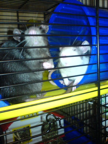 <:3)~~ meine zwei RaTTen <:3)~~ - 