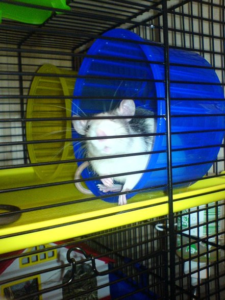 <:3)~~ meine zwei RaTTen <:3)~~ - 