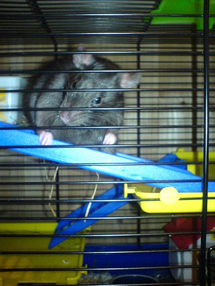 <:3)~~ meine zwei RaTTen <:3)~~ - 