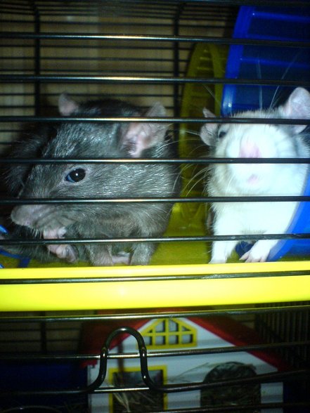 <:3)~~ meine zwei RaTTen <:3)~~ - 