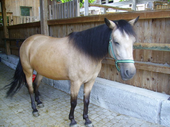 Animals - 