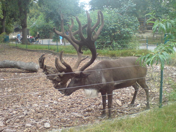 Schönbrunn und Schmieding - 