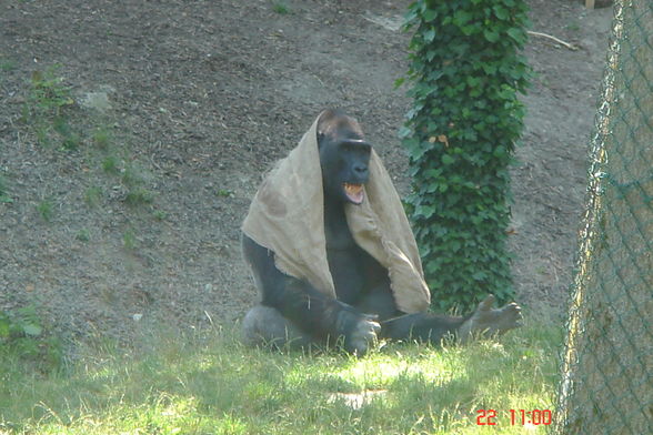 Schönbrunn und Schmieding - 