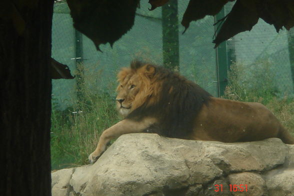 Schönbrunn und Schmieding - 