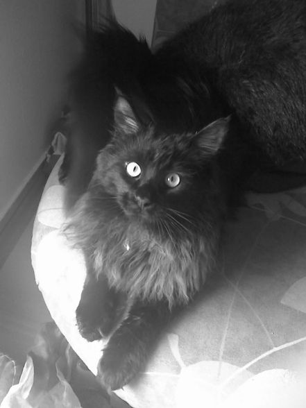 mein maine coon kater - 