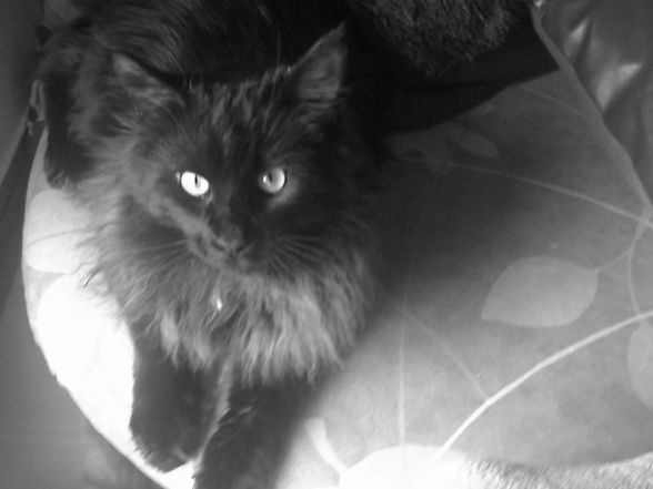 mein maine coon kater - 