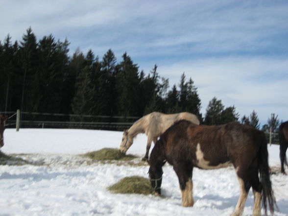 Reitweekend in Unterweissenbach - 