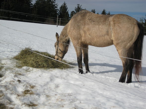 Reitweekend in Unterweissenbach - 