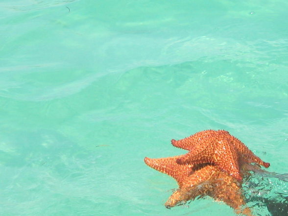 Holiday - 