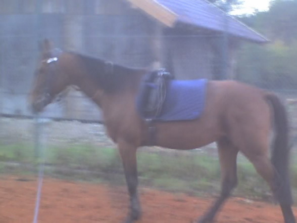 Meine Pferd - 