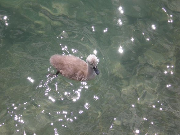 Jahrestag am Wolfgangsee - 