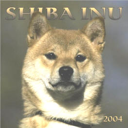 shiba inu - 