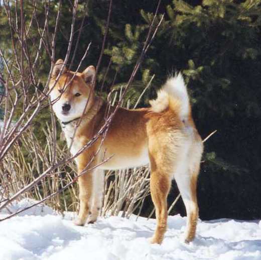 shiba inu - 