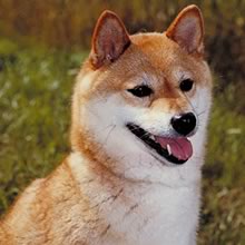 shiba inu - 