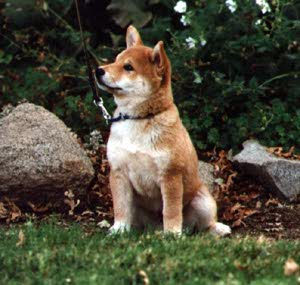 shiba inu - 