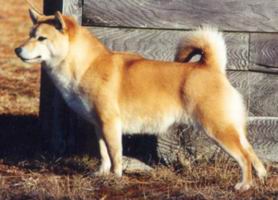 shiba inu - 