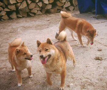 shiba inu - 