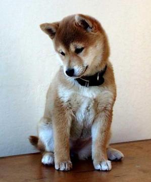 shiba inu - 