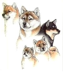 shiba inu - 