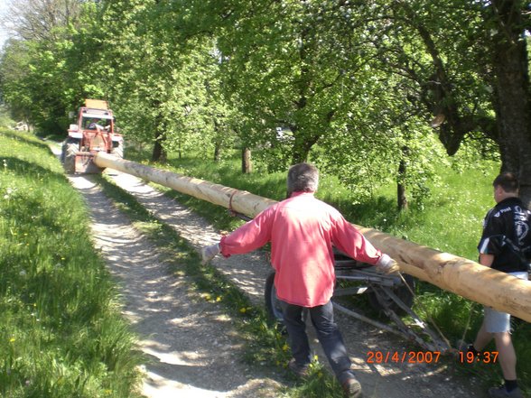 Maibaum - 