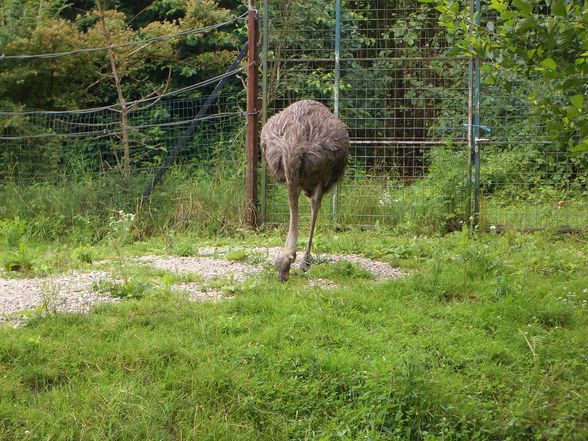 Im Tierpark Schmieding  - 