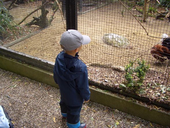 Im Tierpark Schmieding  - 