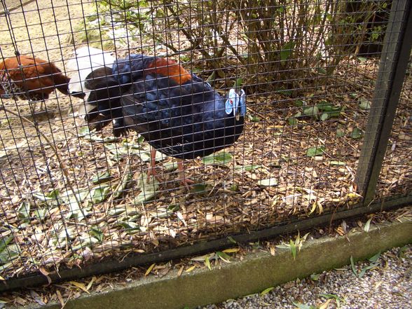 Im Tierpark Schmieding  - 