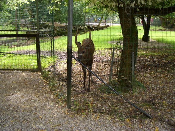 Im Tierpark Schmieding  - 